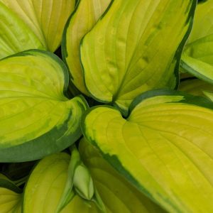 HOSTA `STAINED GLASS`