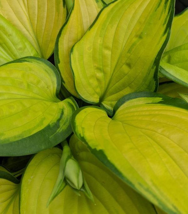 HOSTA `STAINED GLASS`