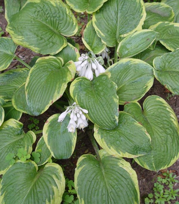 HOSTA `FRANCES WILLIAMS`