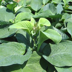 HOSTA SIEBOLDIANA `ELEGANS`