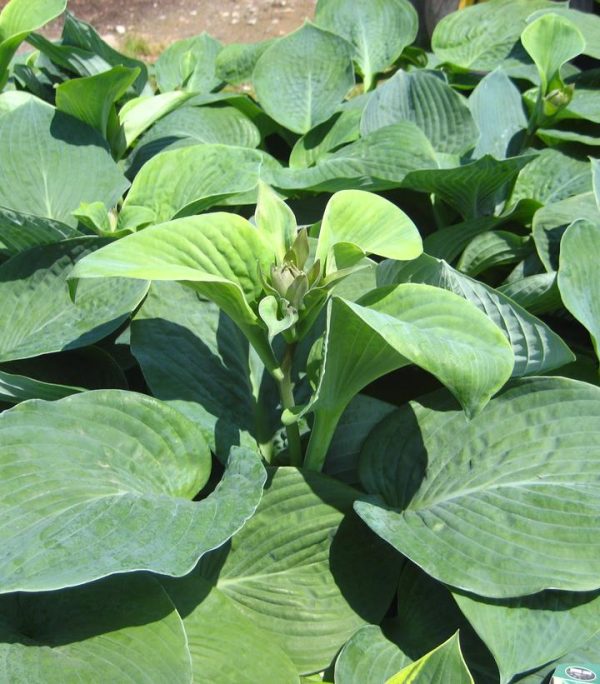 HOSTA SIEBOLDIANA `ELEGANS`