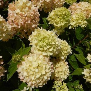 HYDRANGEA PAN. `LITTLE LIME` TREE