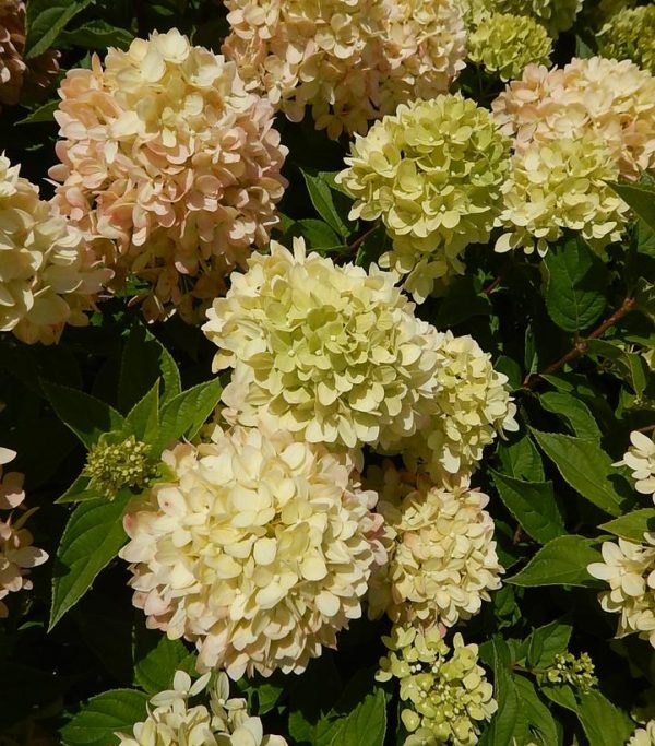HYDRANGEA PAN. `LITTLE LIME` TREE