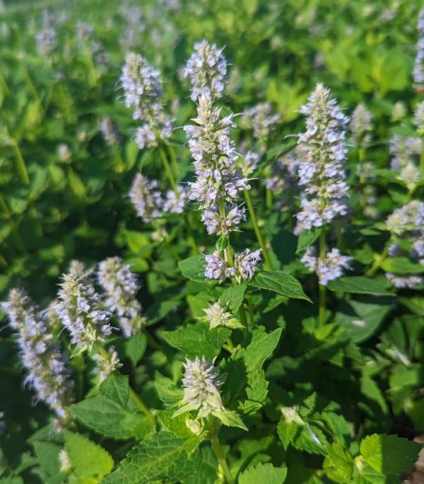 AGASTACHE X `BLUE FORTUNE`