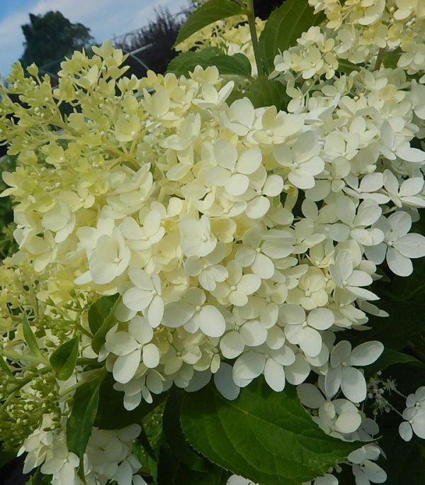 HYDRANGEA PAN. `PHANTOM`