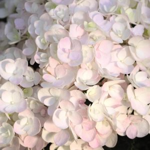 HYDRANGEA M `E.S.BLUSHING BRIDE`