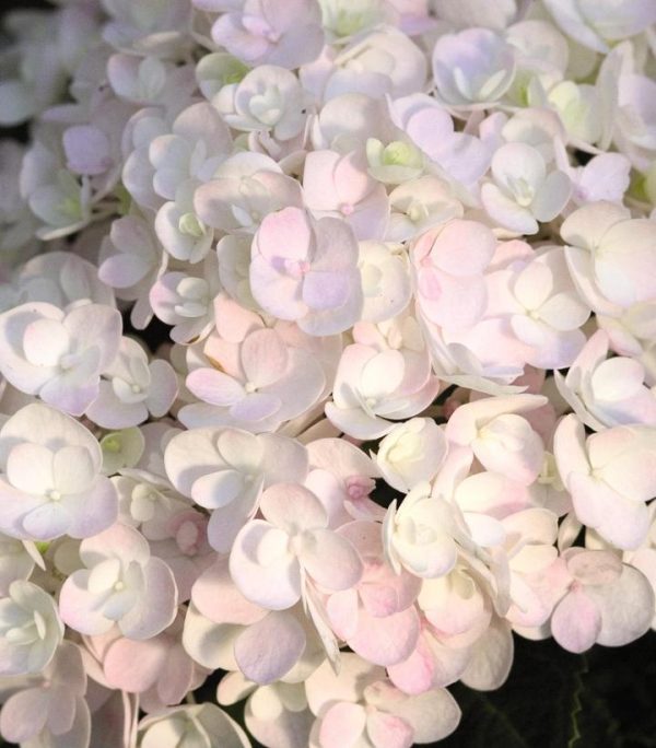 HYDRANGEA M `E.S.BLUSHING BRIDE`