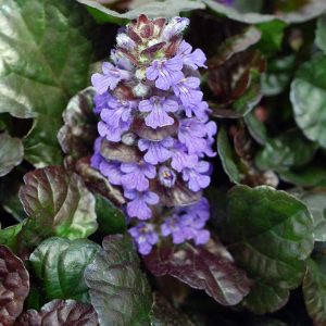 AJUGA `BLACK SCALLOP`