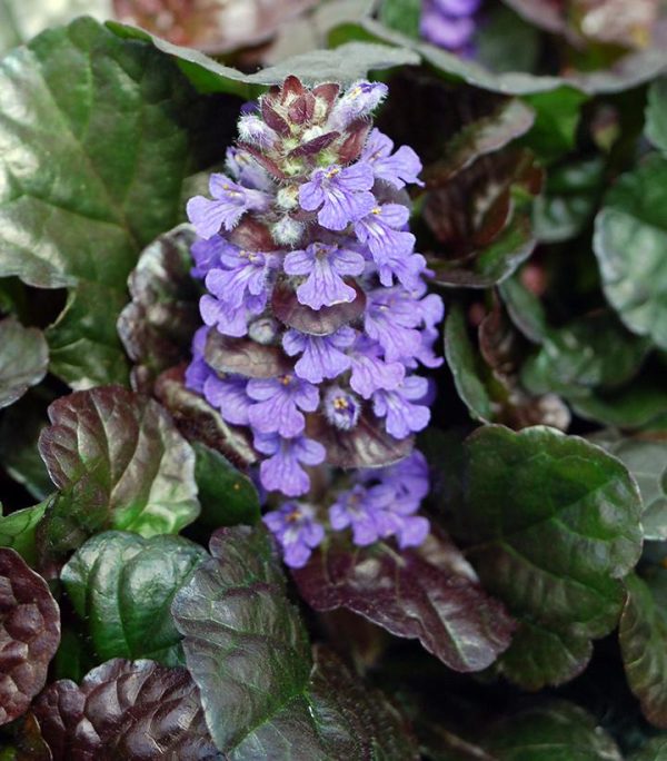 AJUGA `BLACK SCALLOP`