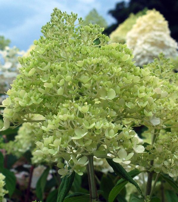 HYDRANGEA PAN. `LIMELIGHT` - TREE