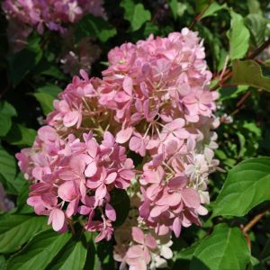 HYDRANGEA PAN. `VANILLA STRAWBERRY`