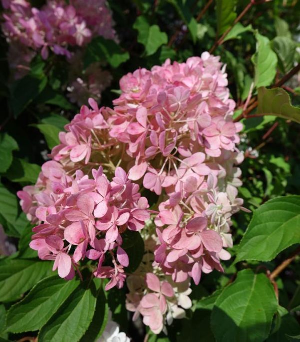 HYDRANGEA PAN. `VANILLA STRAWBERRY`