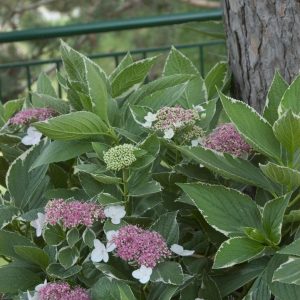 HYDRANGEA M `LIGHT O DAY`