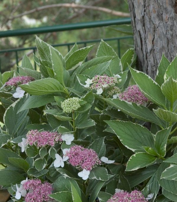 HYDRANGEA M `LIGHT O DAY`