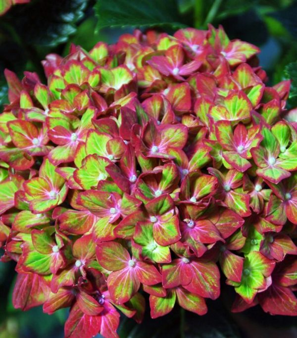 HYDRANGEA M `NEXT GEN PISTACHIO`