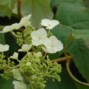HYDRANGEA QUE. `SNOW QUEEN`