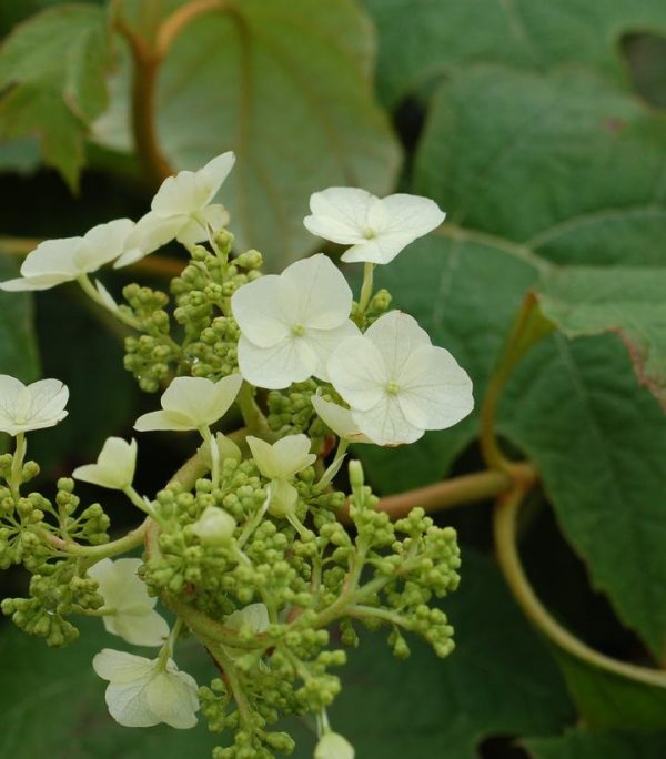 HYDRANGEA QUE. `SNOW QUEEN`