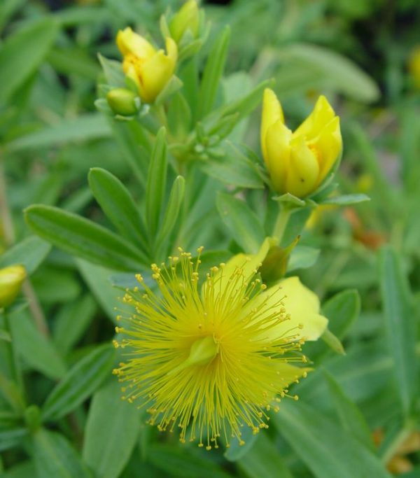 HYPERICUM FRONDOSUM `SUNBURST`