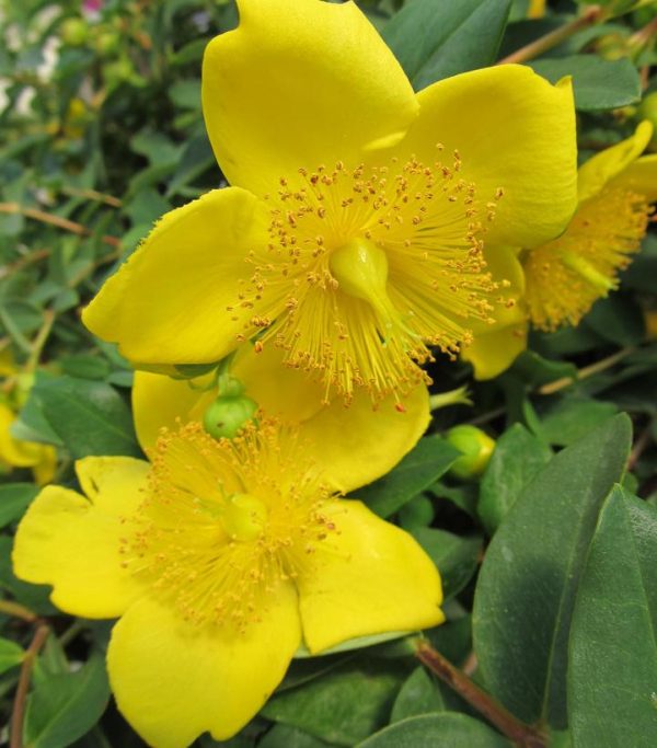 HYPERICUM PATULUM `HIDCOTE`