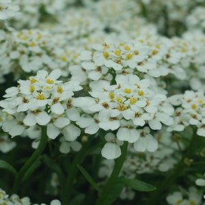 IBERIS SEMPERVIRENS `SNOWFLAKE`