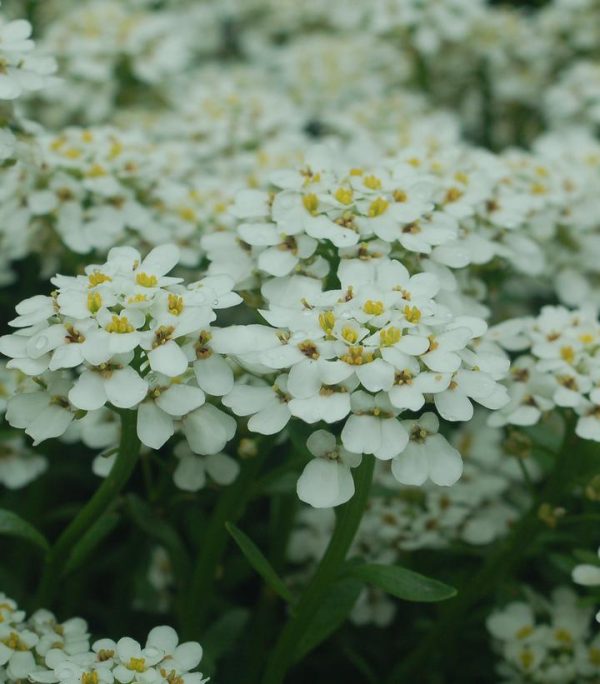 IBERIS SEMPERVIRENS `SNOWFLAKE`
