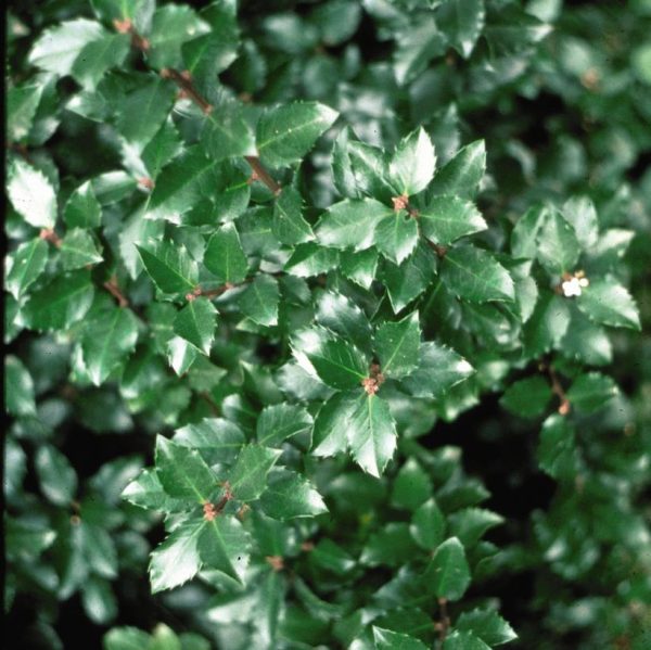 ILEX VERT. `JIM DANDY`
