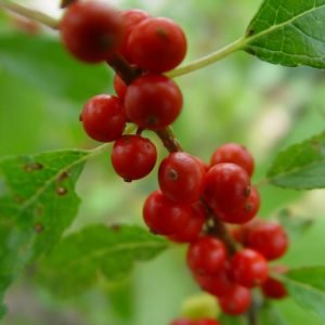 ILEX VERTICILLATA `WINTER RED`