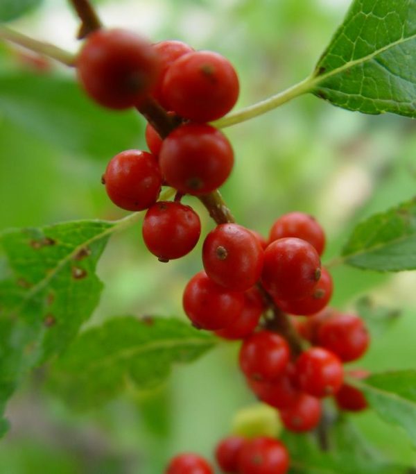 ILEX VERTICILLATA `WINTER RED`