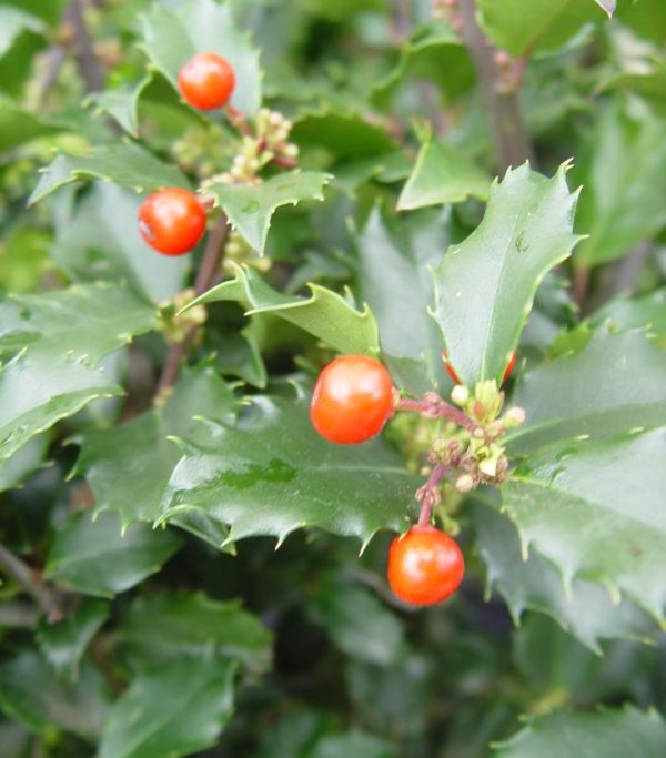 ILEX X MESERVEAE `BERRYIFIC`
