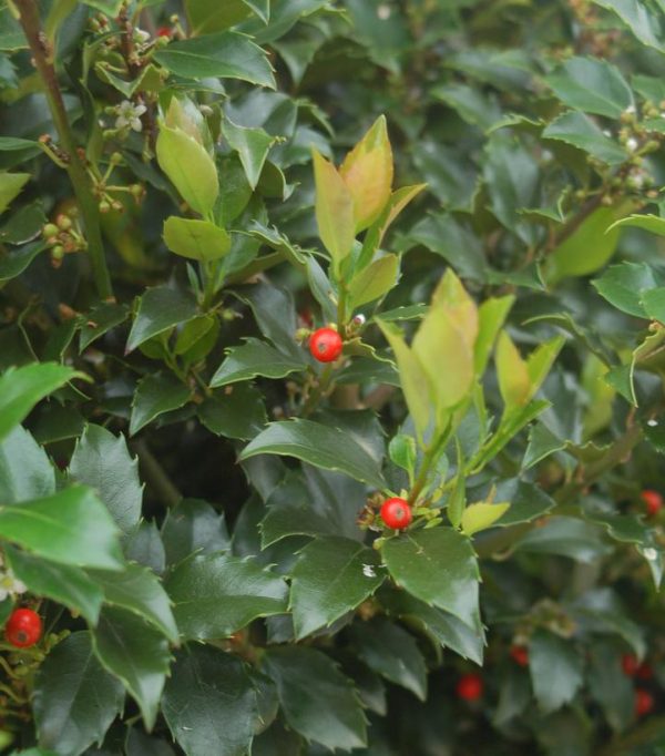 ILEX X MESERVEAE `BLUE MAID`