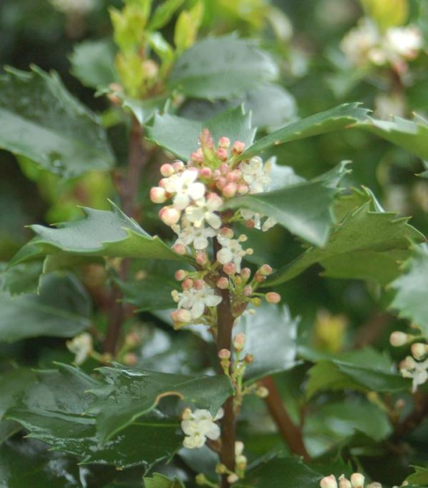 ILEX X MESERVEAE `BLUE PRINCE`