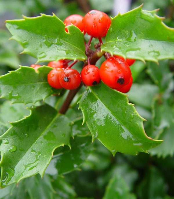 ILEX X MESERVEAE `BLUE PRINCESS`