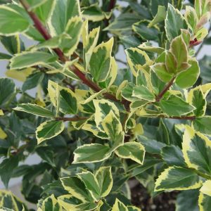 ILEX X MESERVEAE `HONEY MAID`