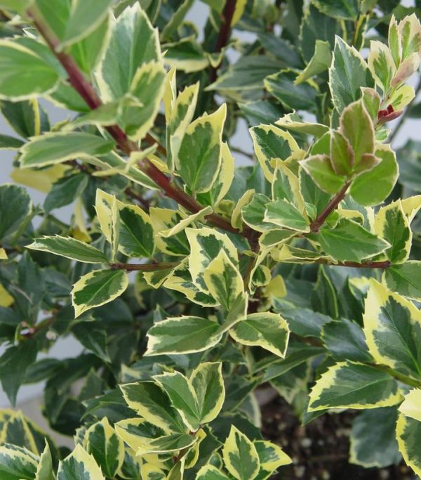ILEX X MESERVEAE `HONEY MAID`