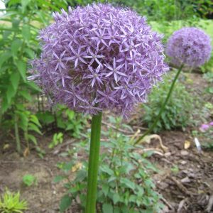 ALLIUM `GLOBEMASTER`
