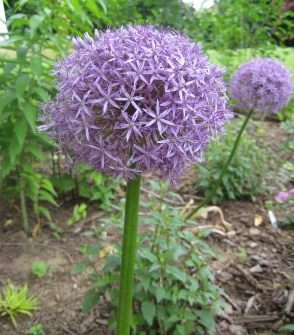 ALLIUM `GLOBEMASTER`