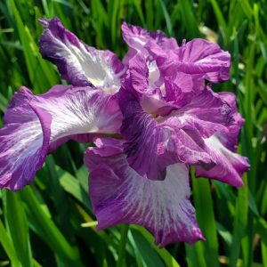 IRIS ENSATA `LION KING`