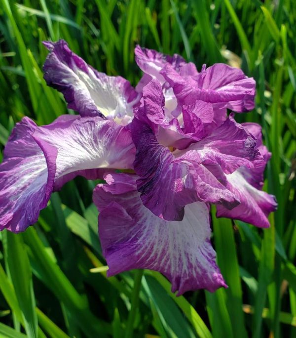 IRIS ENSATA `LION KING`
