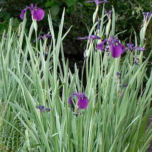 IRIS ENSATA `VARIEGATA`