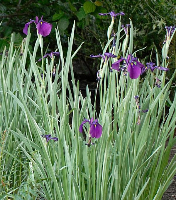 IRIS ENSATA `VARIEGATA`