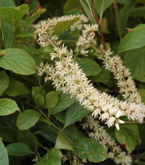 ITEA VIRGINICA `LITTLE HENRY`