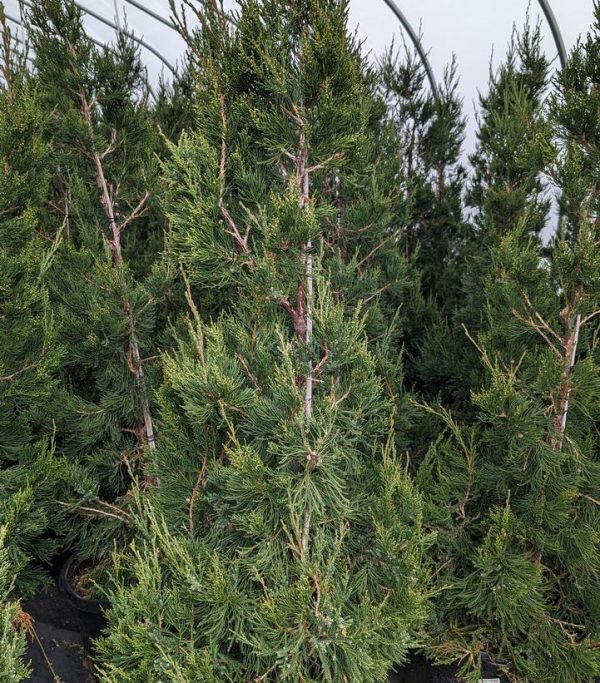 JUNIPERUS CHINENSIS `HETZII COLUMNARIS`