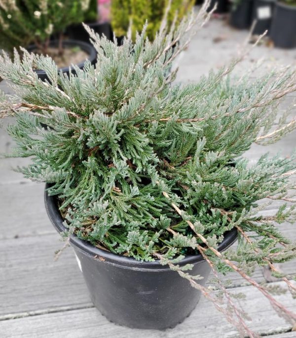 JUNIPERUS HORIZONTALIS `BAR HARBOR`