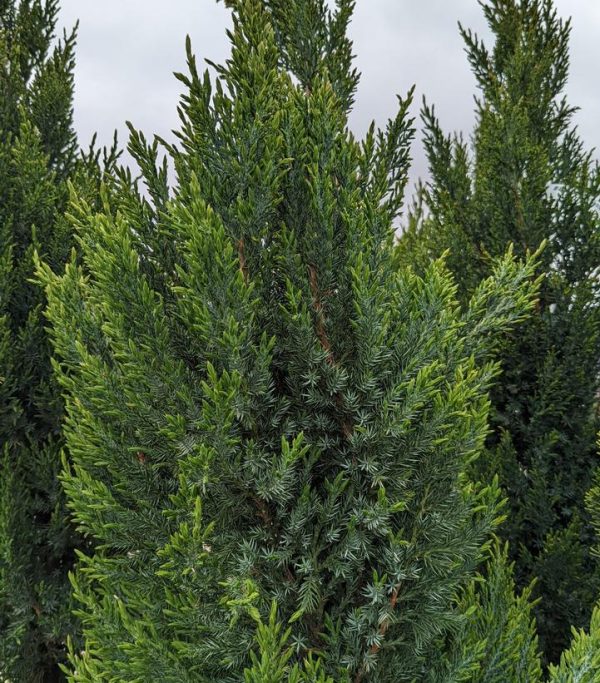 JUNIPERUS CHINENSIS `BLUE POINT`
