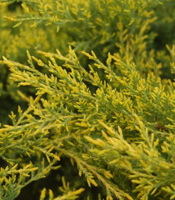 JUNIPERUS CHINENSIS `GOLD STAR`
