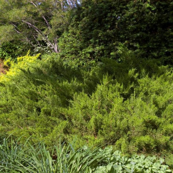 JUNIPERUS CHINENSIS `SEA GREEN` - NET