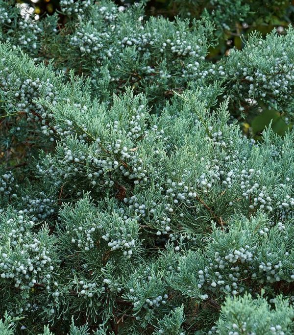 JUNIPERUS VIRGINIANA `GREY OWL`