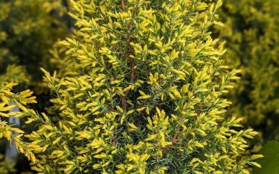 Plant Spotlight: Gold Cone Juniper