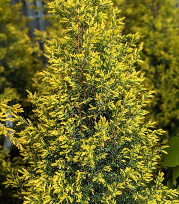 JUNIPERUS COMMUNIS `GOLD CONE`