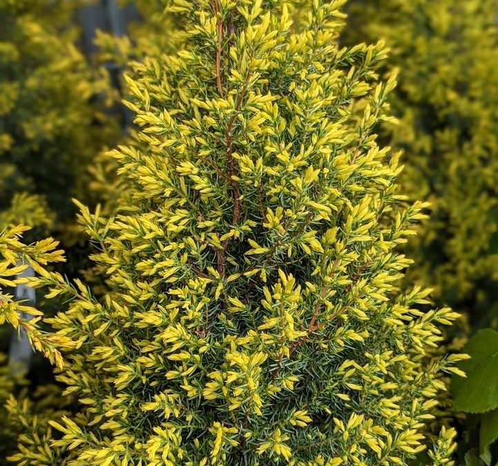 Plant Spotlight: Gold Cone Juniper